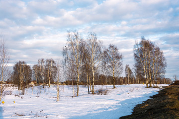 Beautiful March landscape with birches in the rays of the setting sun.