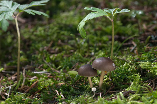 Spring edible mushroom Strobilurus esculentus growing in the moss spruce forest. Natural environment, background wood anemone.
