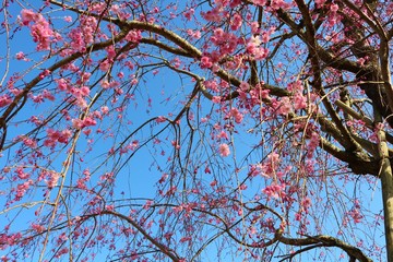 さくら　しだれ桜　空　杤木