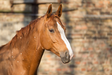 Pferd