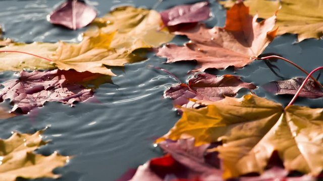 Autumn Sunny Leaf Fall. Autumn leaves fall on the clean surface of the water in the sun. Filmed at a speed of 240fps