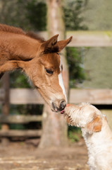 Fohlen und Hund küssen sich, Fohlen leckt die Nüstern von einem hübschen Fohlen ab, Hund und Pferd auf der Koppel