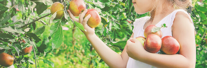 Child with an apple. Selective focus. Garden.