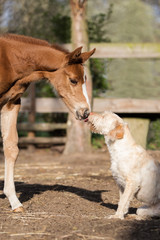 Naklejka na ściany i meble Pferdestall Pferd Fohlen und Hund geben sich einen Kuss Freundschaft und liebe Tierfreundschaften
