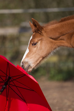 Pferd Fohlen auf der Koppel Warmblutfohlen Fuchs mit Regenschirm