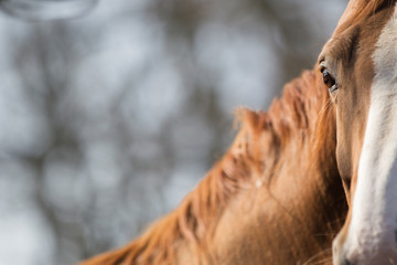 Pferd Stute Auge im Detail Warmblut