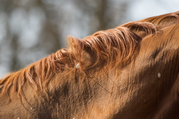 Pferd