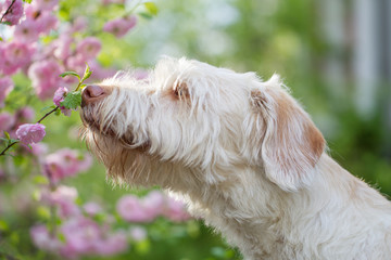 Hund im Frühling