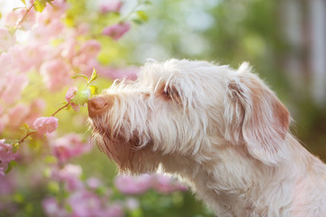 Hund Mischling in den Kirschblüten