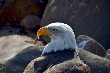Bald eagle