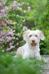 Hund Mischlingshündin liegt im Garten