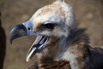 Grif opened the beak