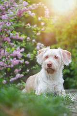 Hund Mischling in den Kirschblüten