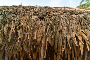 close up of Thatched roof