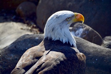 Eagle in the rocks