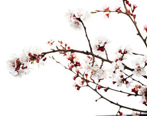 Fototapeta premium Beautiful blossoming branches on white background