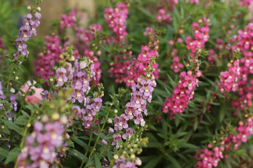 Beautiful color of flower in the nature 