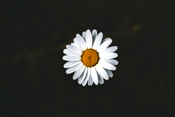 Daisy blossom
