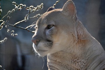 Portrait of an adult cougar