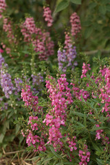 Fototapeta premium Beautiful color of flower in the nature 