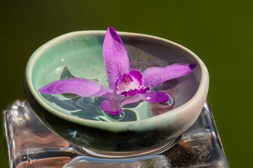 Pink orchid on glass cube