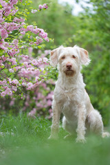 Mischling in den Kirschblüten