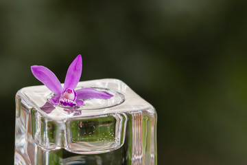 Pink orchid on glass cube