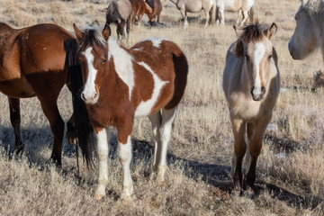 Wild Horses in Winter in Utah