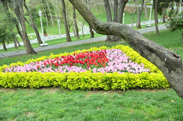 flowers in the garden