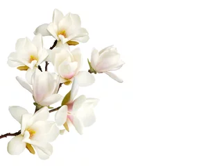 Foto op Plexiglas Beautiful blooming magnolia flower background. © swisty242
