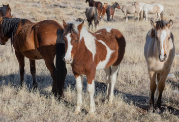 Obraz na płótnie Canvas Wild Horses in Winter in Utah
