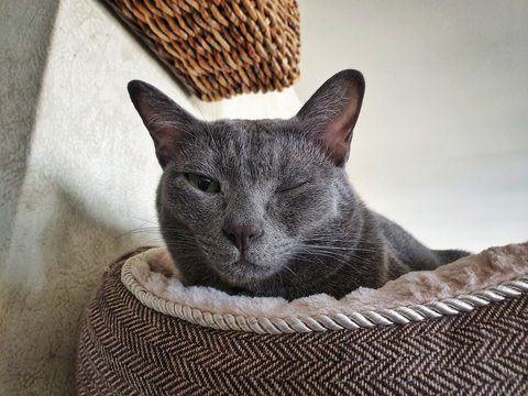 Oeil Ferme Images Browse 8 Stock Photos Vectors And Video Adobe Stock