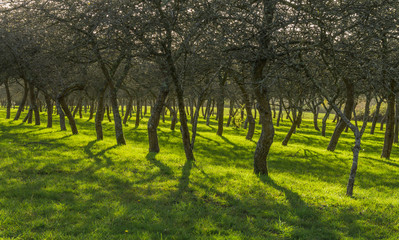 Landwirtschaft Obstbau Obstbäume im Spätherbst - Agriculture Fruit growing Fruit trees in late autumn