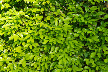Fototapeta na wymiar Ficus panda green leaves background