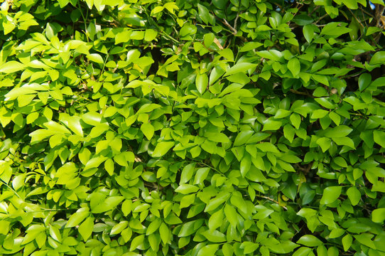 Ficus panda green leaves background