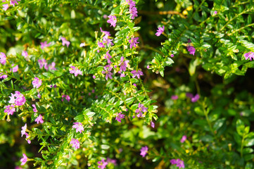 Cuphea hyssopifolia or false heather plant