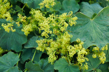 Alchemilla mollis garden lady's-mantle plant