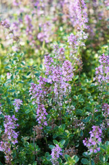 Thymus serpyllum or breckland wild thyme green plant with purple flowers vertical