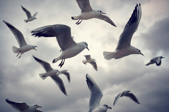 fliegende M&ouml;wen