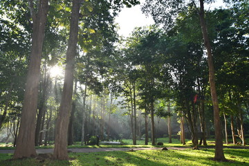 trees in the park