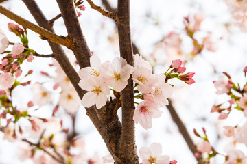 Cherry blossom in spring for background or copy space for text