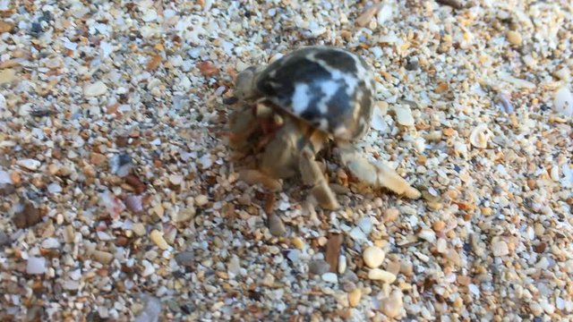 Closeup view of small hermit crab with shell crawling on sand beach. 4K clip