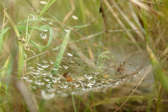 Trichternetz mit Spinne