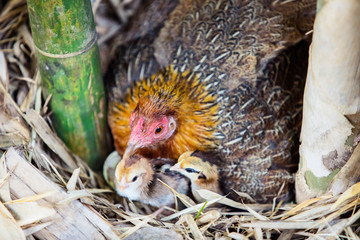 Hen Hatching Eggs in Natural Nest,Hen sitting on eggs in bamboo,Newborn chickens,
