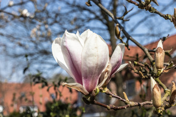 Blooming white  magnolia