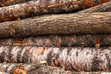 long birch trunks birch linden bark coarse brown white wall stack of trees base design