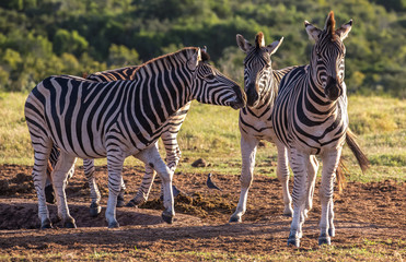 Fototapeta na wymiar Three Burchell's zebras in late afternoon sun