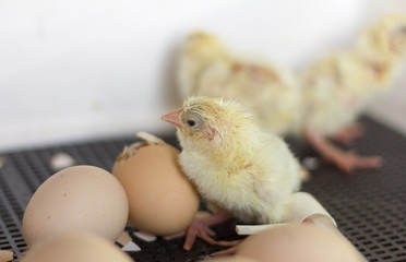 Chicks in the incubator,newly hatched Chicks,selective focus