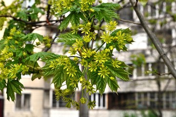 delicate green spring flowers of maple tree growing right in the city courtyard