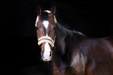 Obraz premium Koń brązowy wałach w pracowni